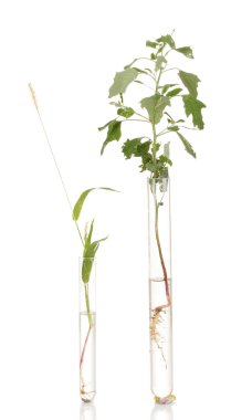 különböző növény kémcsőbe