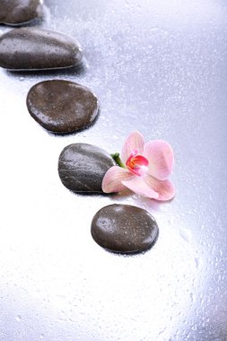 güzel çiçek açan orkide su damlaları ve spa taşlar ile kompozisyon