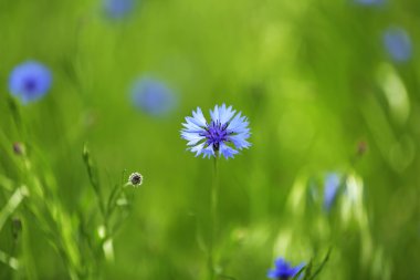 güzel Peygamber, açık havada