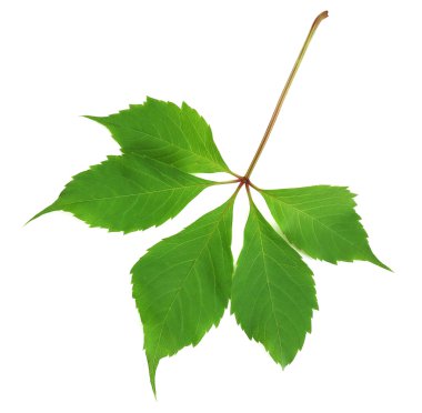 yeşil yapraklar beyaz üzerinde izole