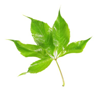 yeşil yapraklar beyaz üzerinde izole