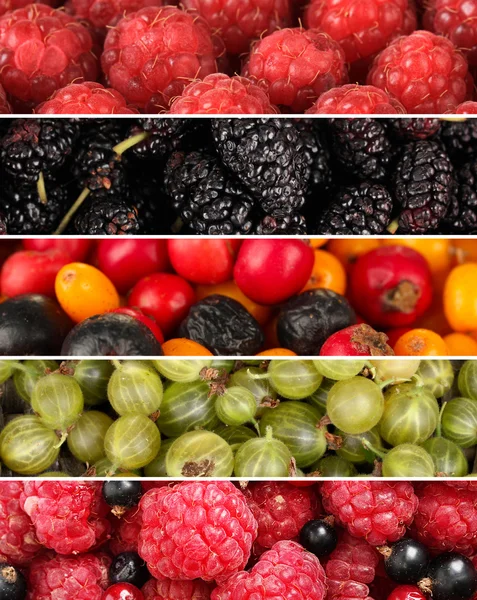 Collage of berries close-up — Stock Photo, Image