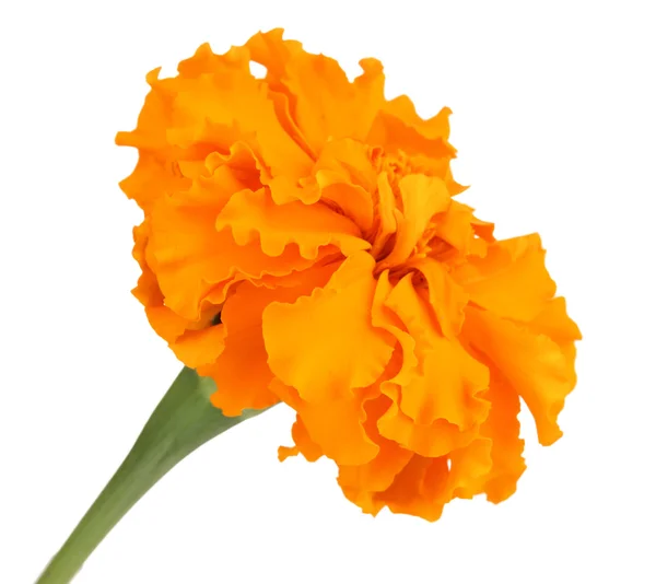 Beautiful orange flower isolated on white — Stock Photo, Image