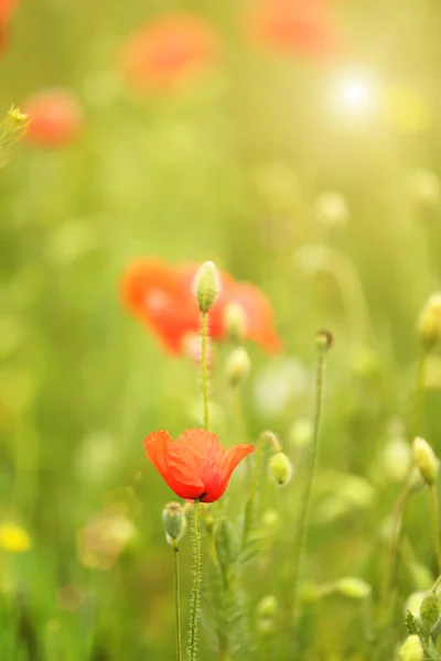 Flores de amapola, al aire libre — Foto de Stock