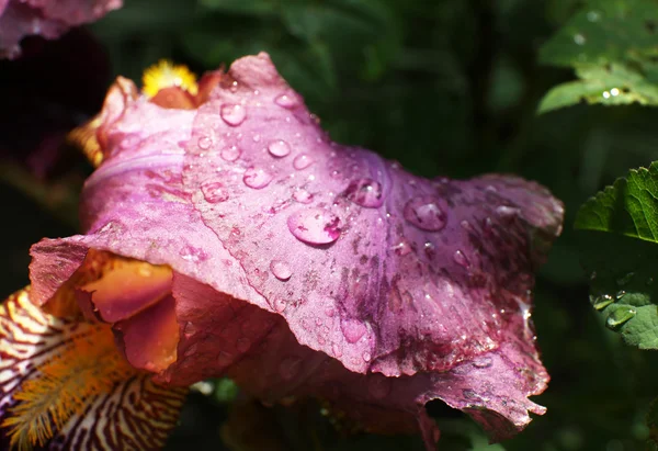 Bloemblaadjes met regendruppels — Stockfoto
