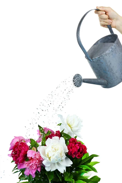 Wasser kann Blumen gießen — Stockfoto