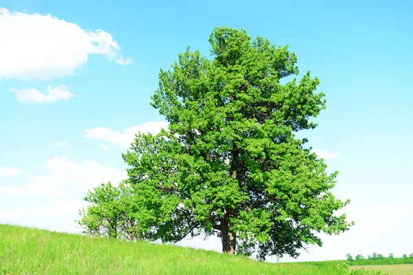 Solo árbol viejo grande al aire libre — Foto de Stock