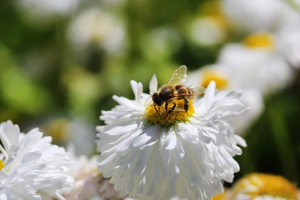 Bellissimo fiore e ape miele, all'aperto — Foto Stock