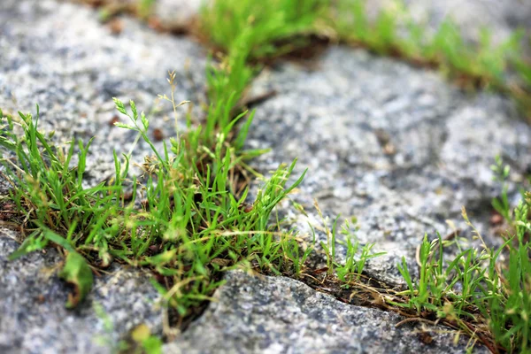 Groen gras groeien uit stenen wandelpad — Stockfoto