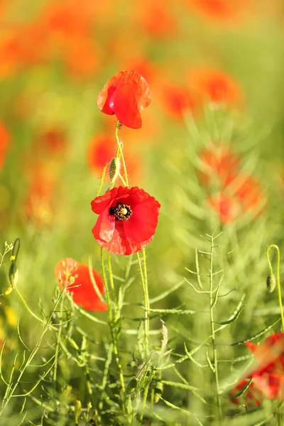 Prairie avec de belles fleurs de pavot rouge vif au printemps — Photo