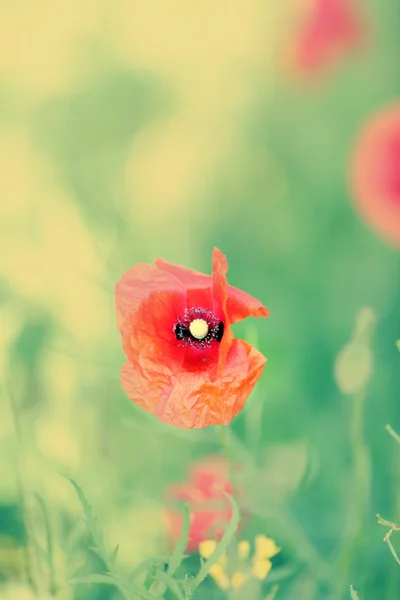 Prairie avec de belles fleurs de pavot rouge vif au printemps — Photo