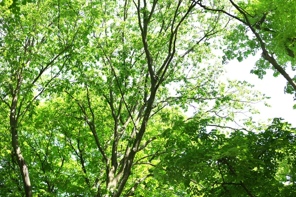 Beautiful trees in forest — Stock Photo, Image