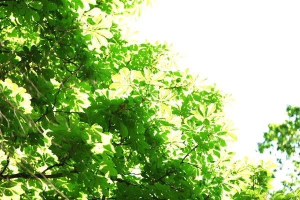 Весеннее дерево на фоне неба — стоковое фото