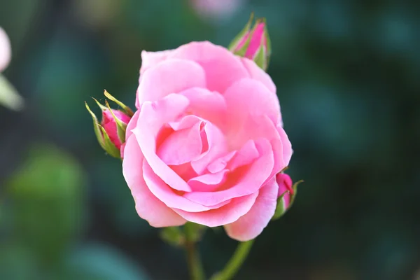 ดอกกุหลาบสีชมพูที่สวยงามบนพุ่มไม้สีเขียว — ภาพถ่ายสต็อก
