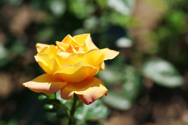 Beautiful yellow rose on green bush — Stock Photo, Image