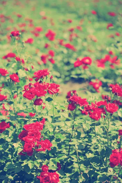 Belles roses rouges sur buisson vert — Photo