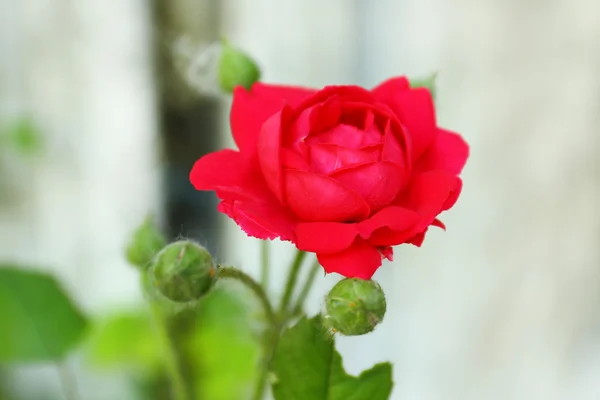 Mooie roos in de tuin — Stockfoto
