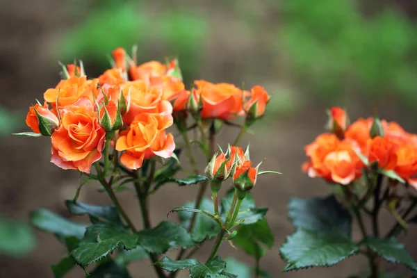 Beautiful roses on green bush — Stock Photo, Image