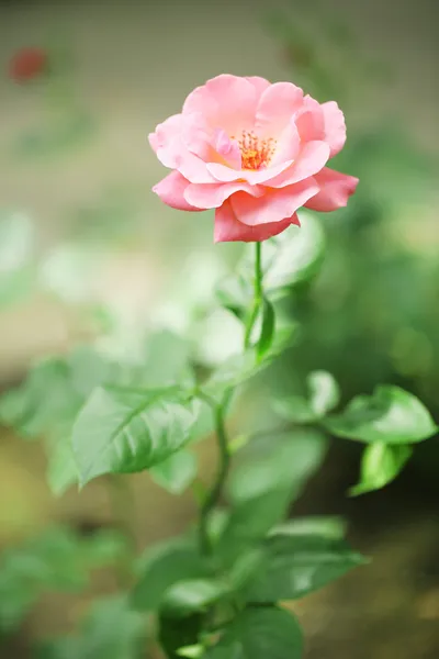 Mooie roos op groene bush — Stockfoto