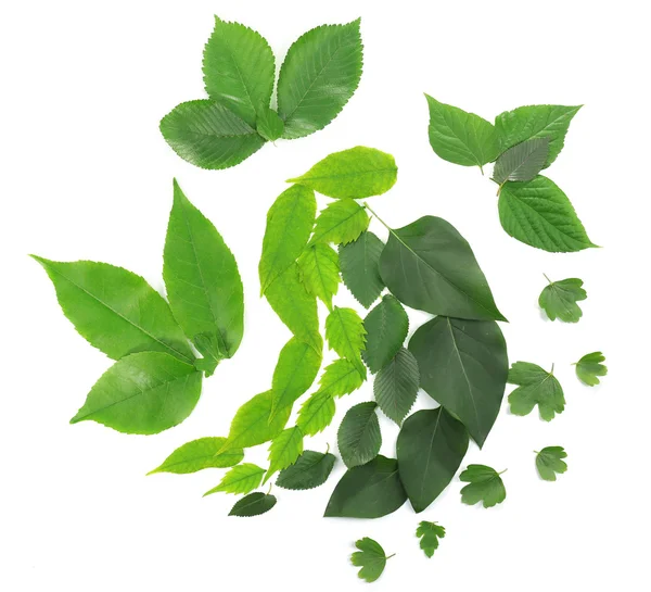 Groene bladeren geïsoleerd op wit — Stockfoto