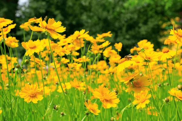 Vackra vilda blommor, utomhus — Stockfoto