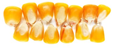 Corn seeds