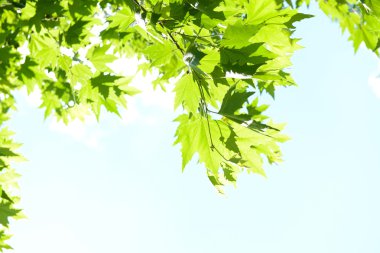 açık havada ağaç üzerinde güzel bahar yaprak