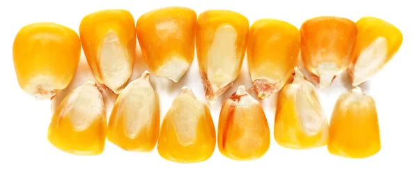 Corn seeds — Stockfoto