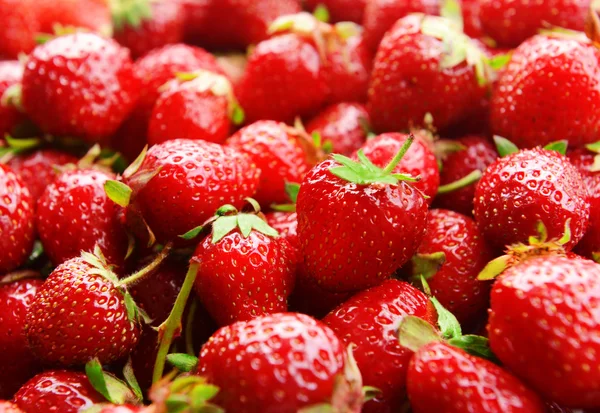 Gros plan sur les fraises douces mûres — Photo