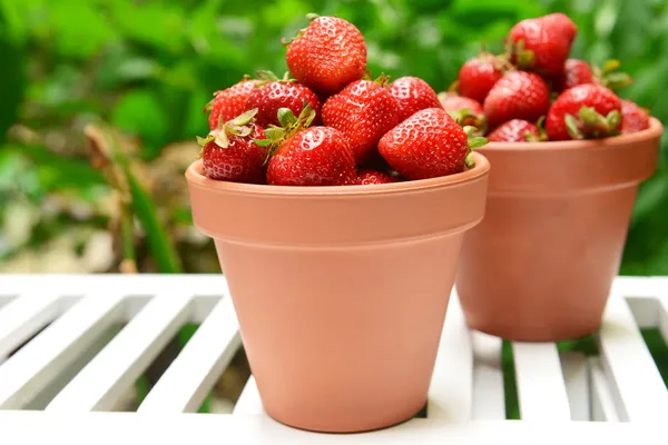 Ripe sweet strawberries in pots on table in garden — Stock Photo, Image