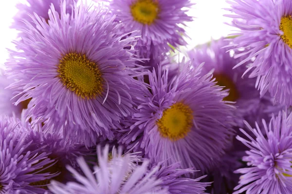 Krásné divoké květiny, zblízka — Stock fotografie