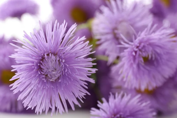 Prachtige wilde bloemen, close-up — Stockfoto