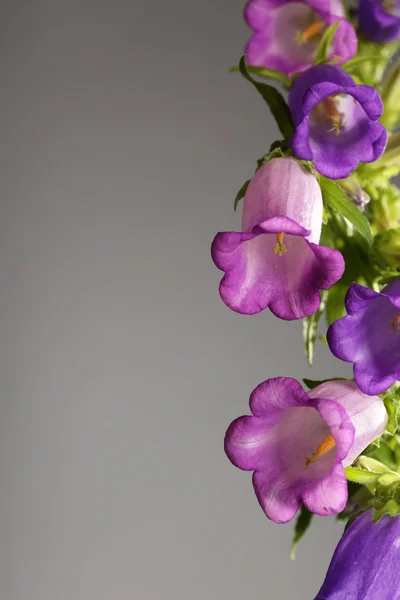 Beautiful wild flowers on grey background — Stock Photo, Image