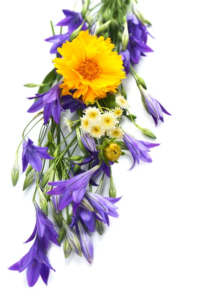 Beautiful wild flowers isolated on white — Stock Photo, Image