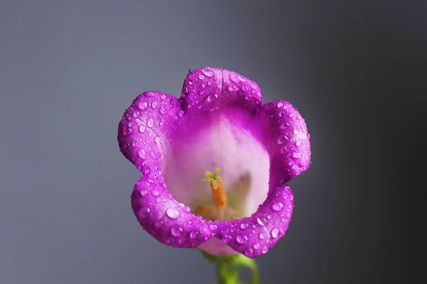 Piękny kwiat dzikiego na szarym tle — Zdjęcie stockowe