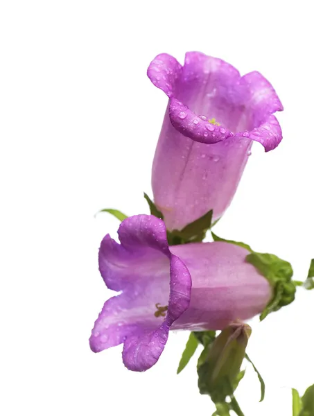 Schöne wilde Blumen auf hellem Hintergrund — Stockfoto