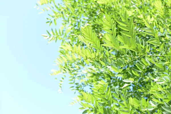 Belles feuilles de printemps sur l'arbre à l'extérieur — Photo