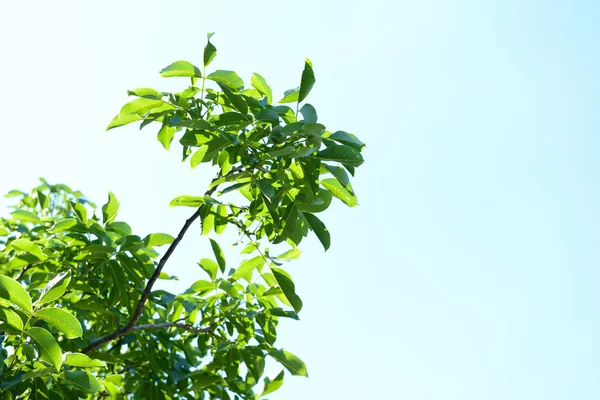 Belles feuilles de printemps sur l'arbre à l'extérieur — Photo