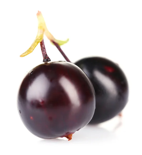 Svarta vinbär isolerade på vita — Stockfoto