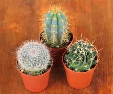 kaktüsler ahşap zemin üzerinde toplanması