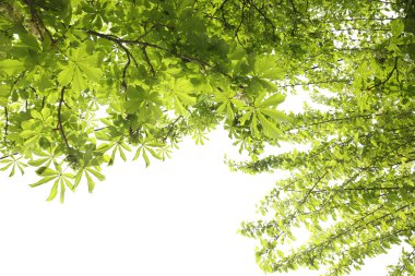 güzel yeşil ağaç bahar açık havada kalıyor.