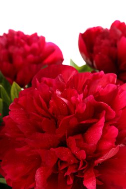Beautiful pink peonies, isolated on white clipart