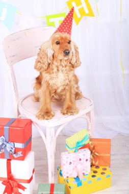 İngiliz cocker spaniel ve doğum günü