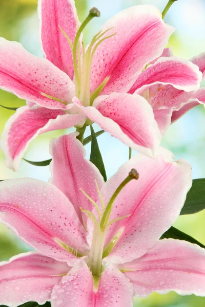 Beautiful pink lily, on green background — Stock Photo, Image