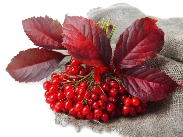Red berries of viburnum on sackcloth napkin, isolated on white — Stock Photo, Image