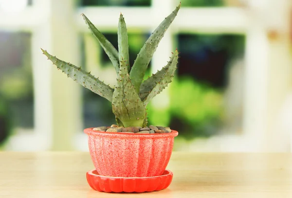 Aloe em vaso de flores, no parapeito da janela de madeira — Fotografia de Stock