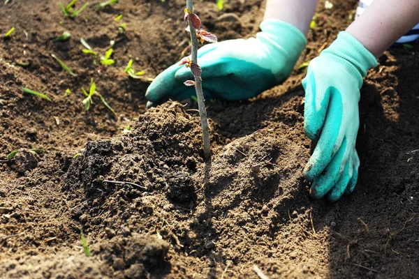 Gardener planting tree in spring — Stock Photo, Image