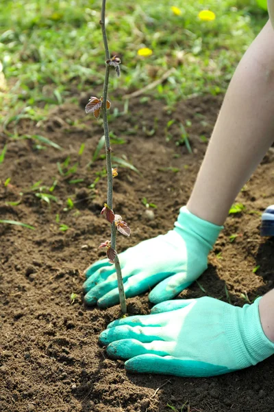 Gardener planting tree in spring — Stock Photo, Image