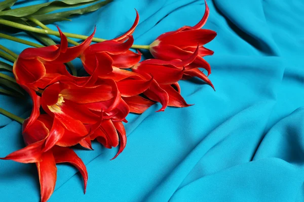 Belles tulipes rouges sur fond satiné bleu — Photo