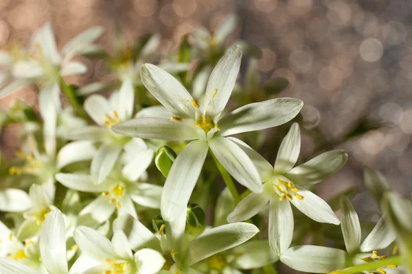 Beautiful spring wildflowers, on nature background — Stock Photo, Image